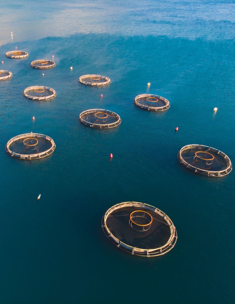 Vue aérienne des cages flottantes AQUA M'DIQ en mer ouverte